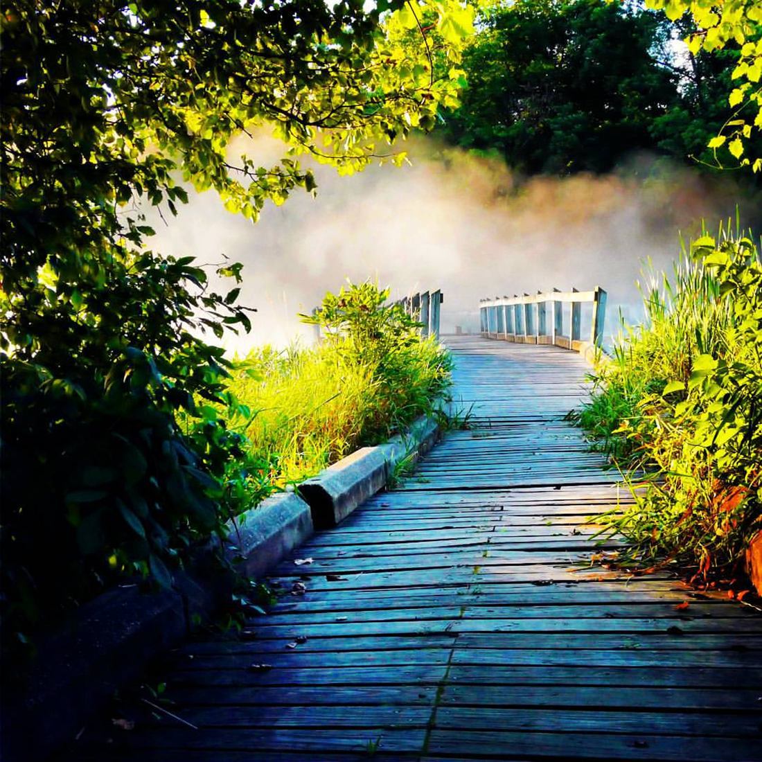 A misty wooden boardwalk path through sunlit greenery